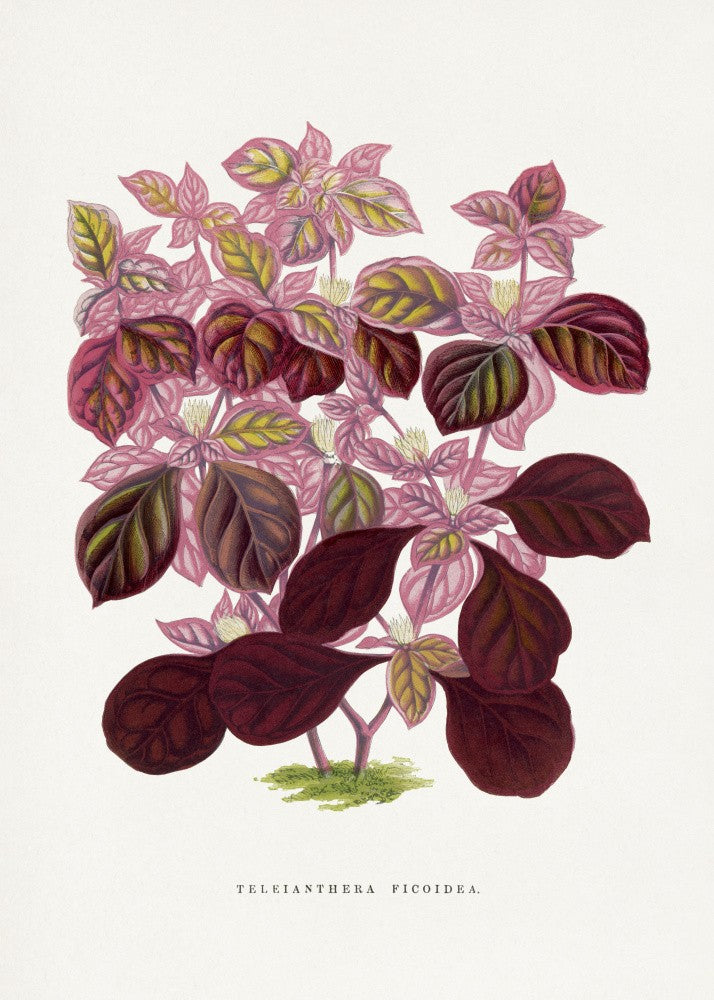 Pink Teleianthera Ficoidea Leaf Illustration