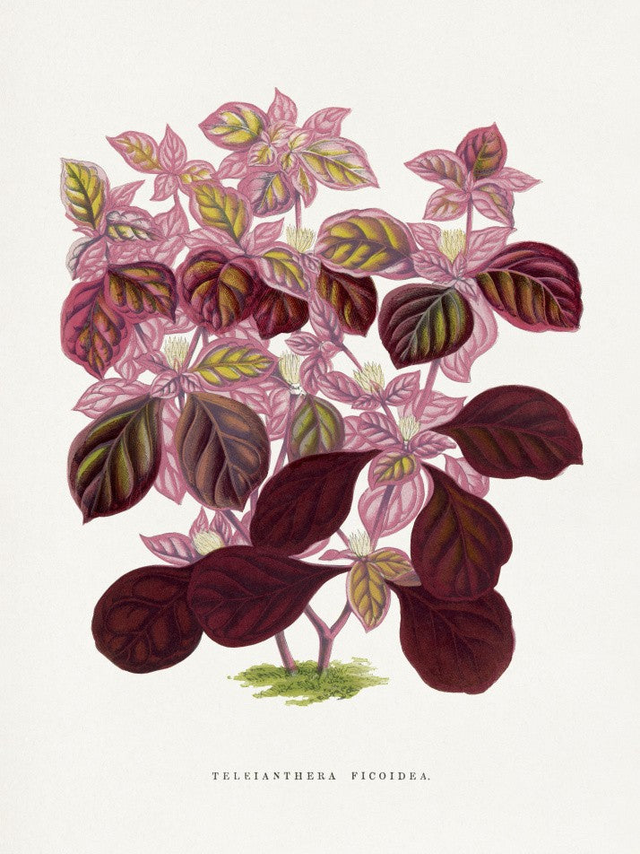 Pink Teleianthera Ficoidea Leaf Illustration