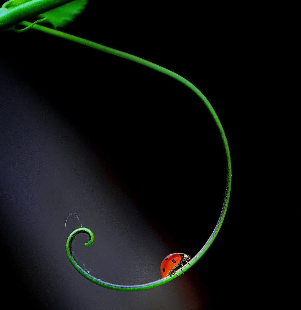 Lady Bug and Curve