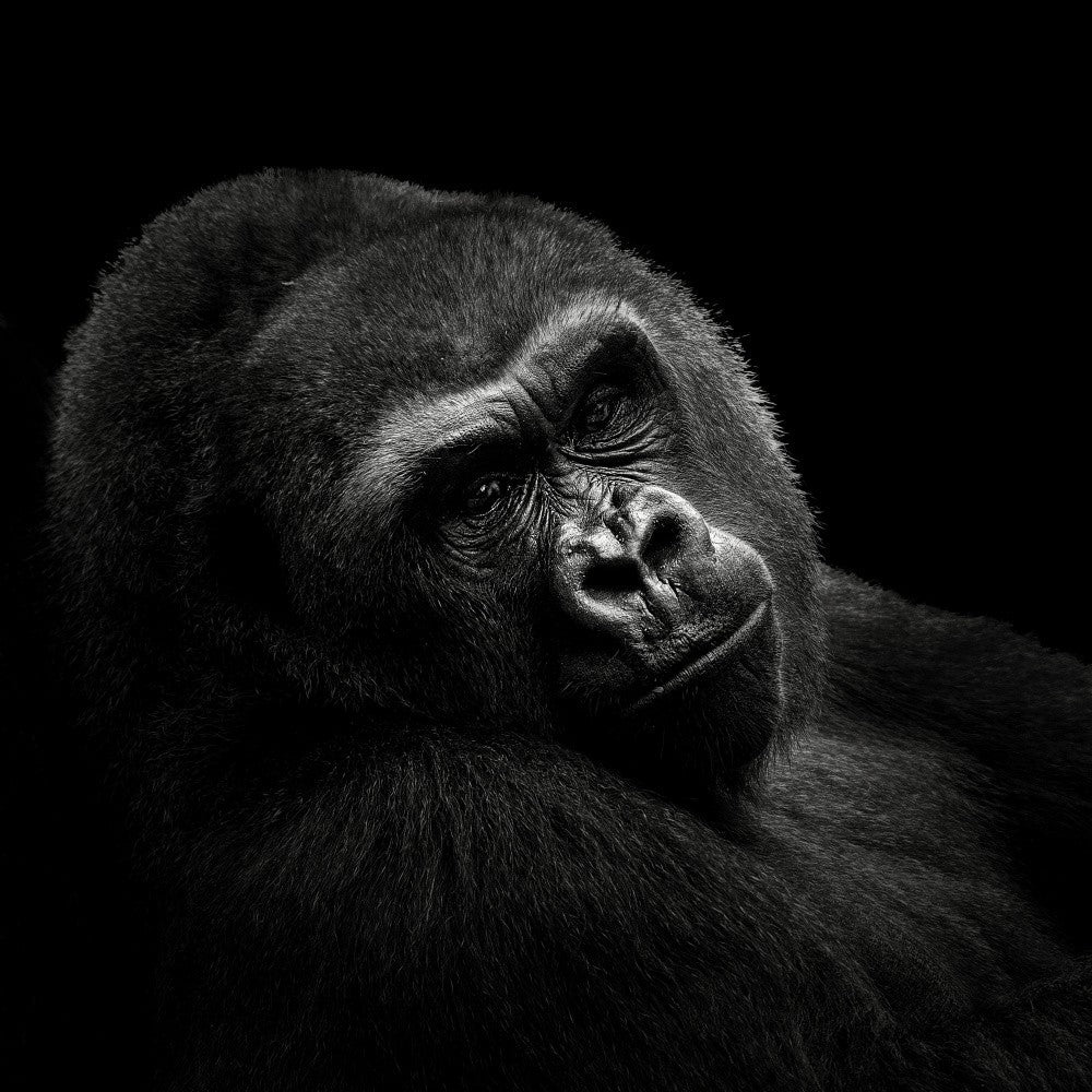 Gorilla