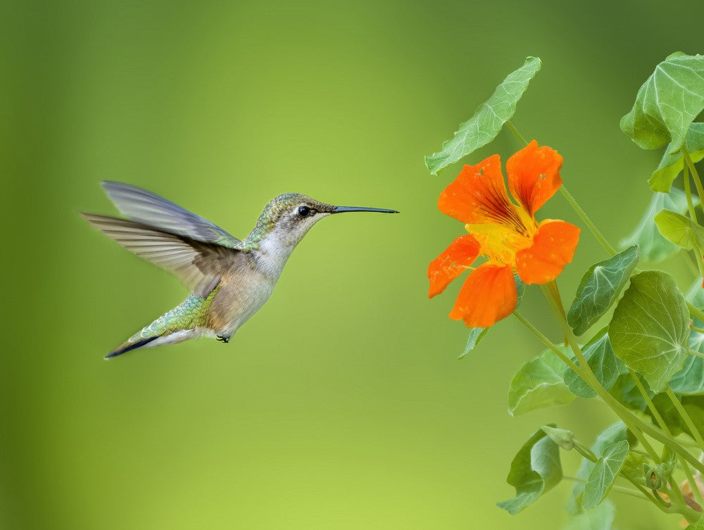 Coming to the flower