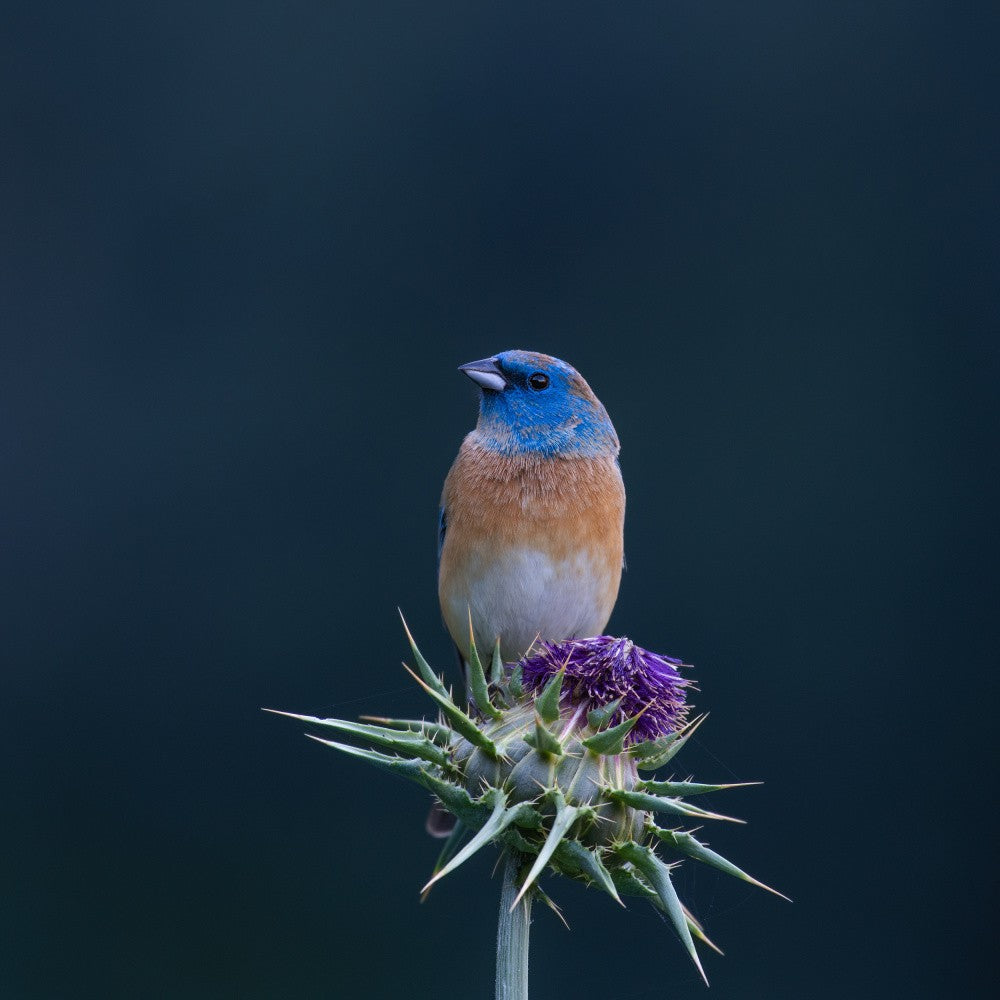 Sitting on purple flower
