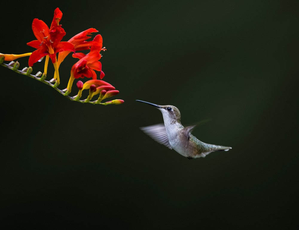 Hummingbird