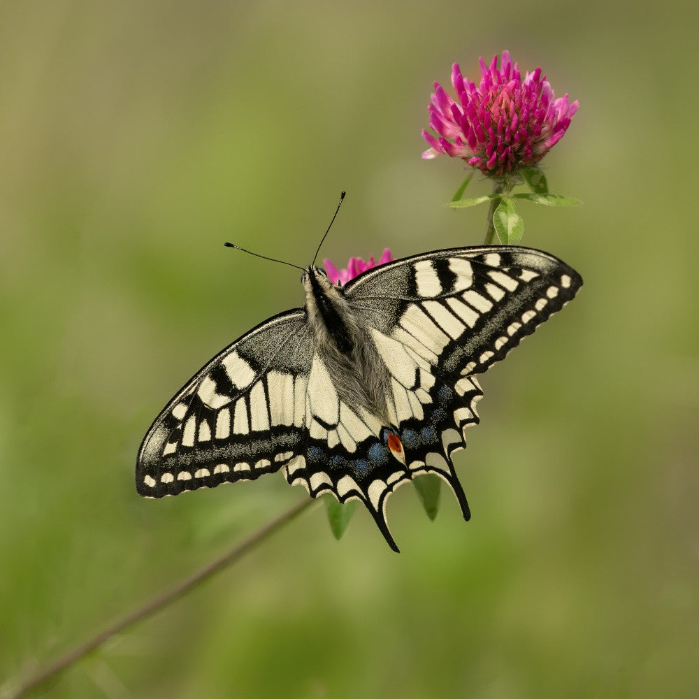 Beautiful butterfly.