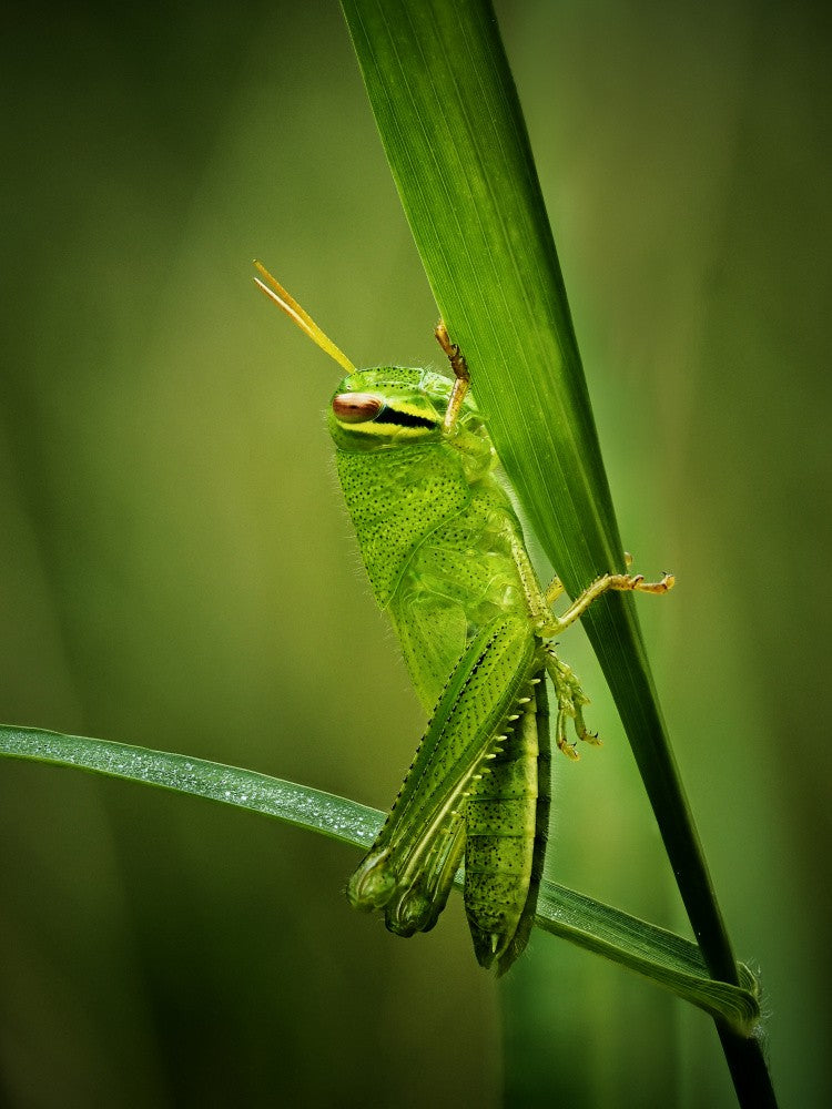 Im Gras