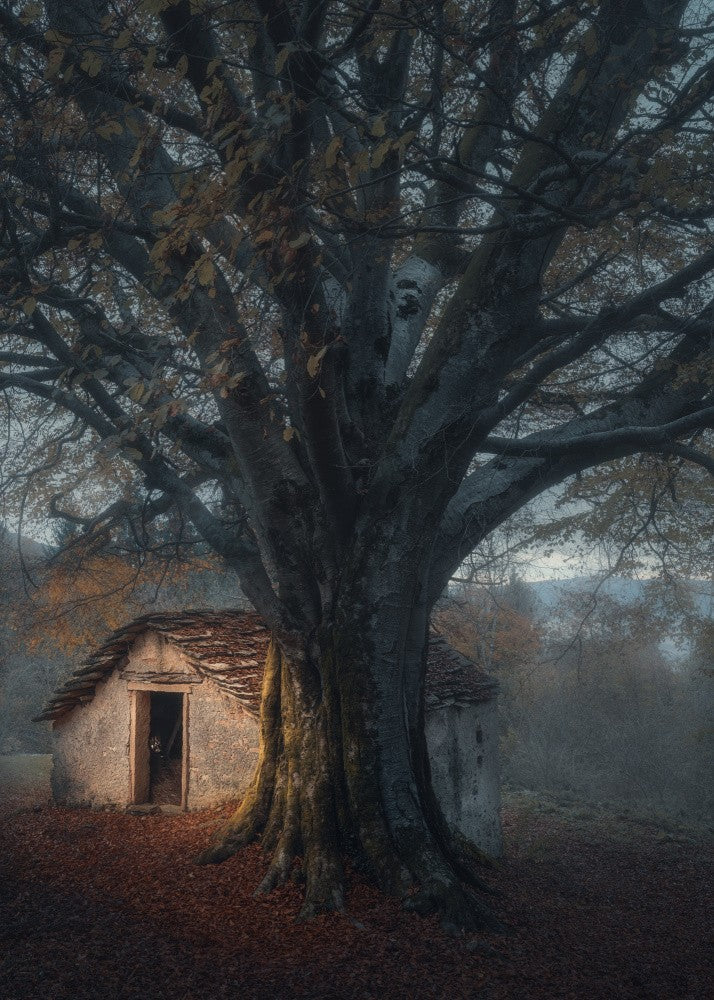 Old Mornings Dawn
