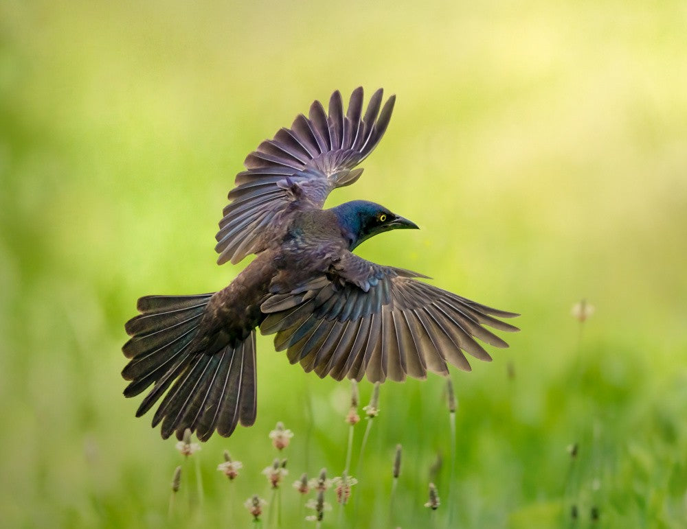 Morning Grackle