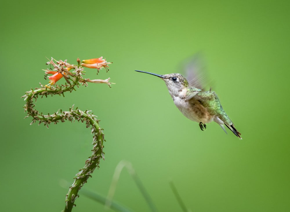 Hummingbird