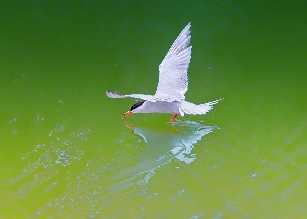 Skimming