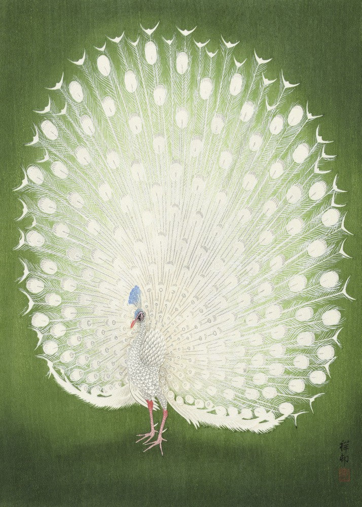 Peacock 50x70