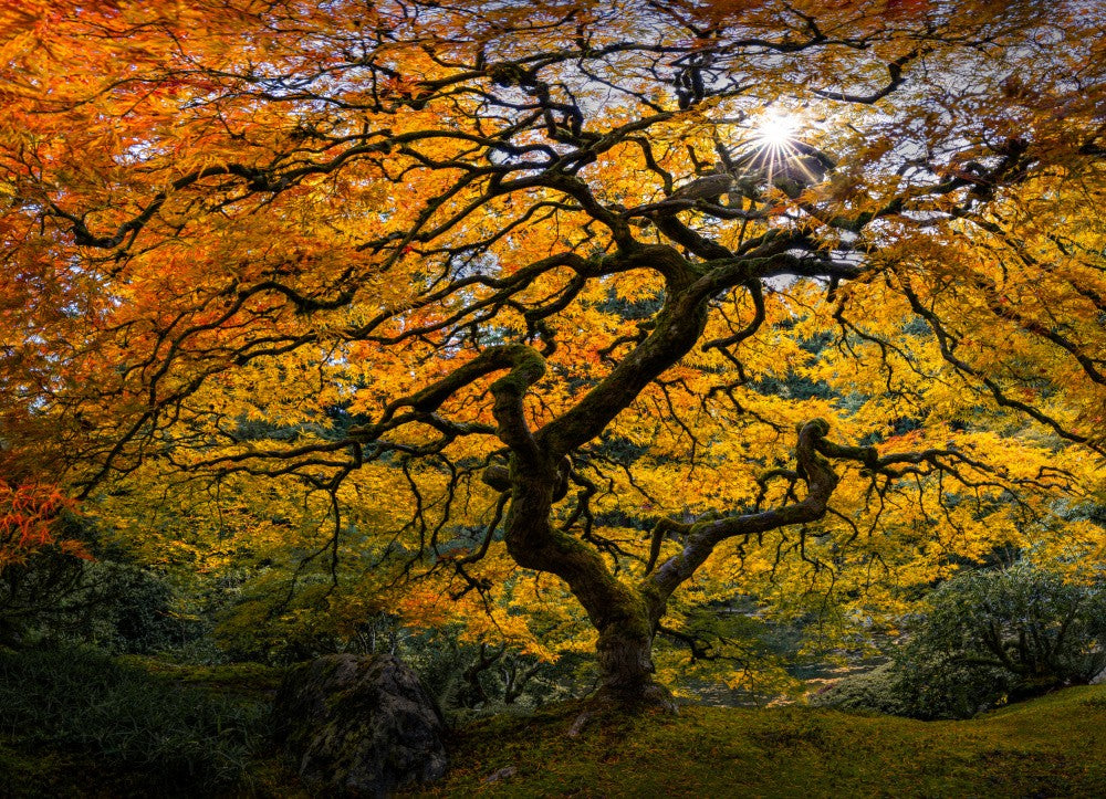 Japanese Maple Tree