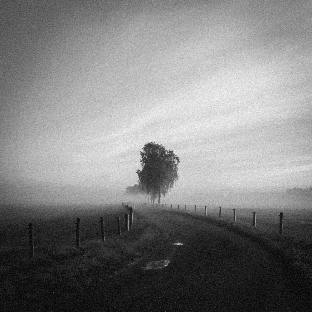 The way to the tree