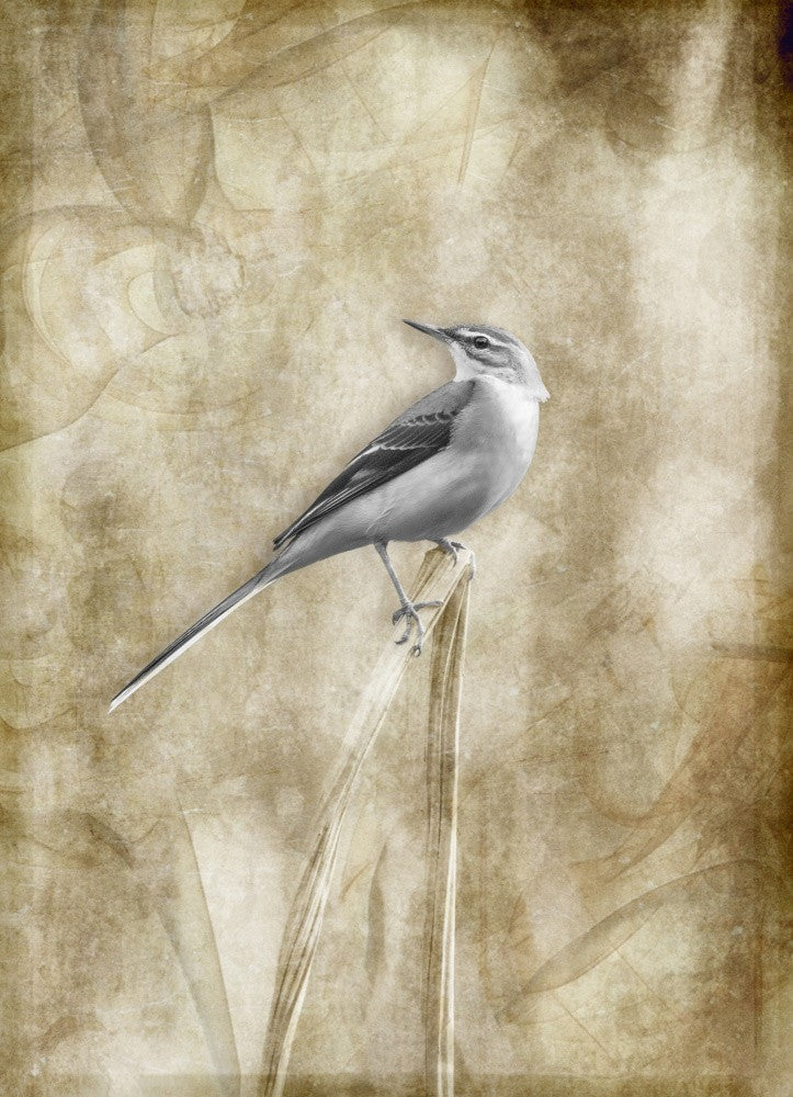 Think about the color of the bird