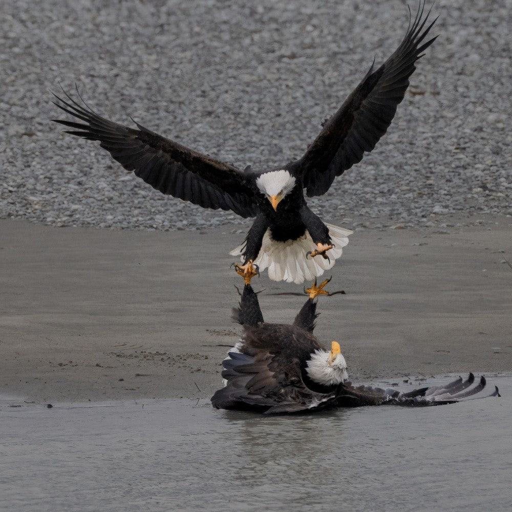 The fighting of a pair of Bald Eagles