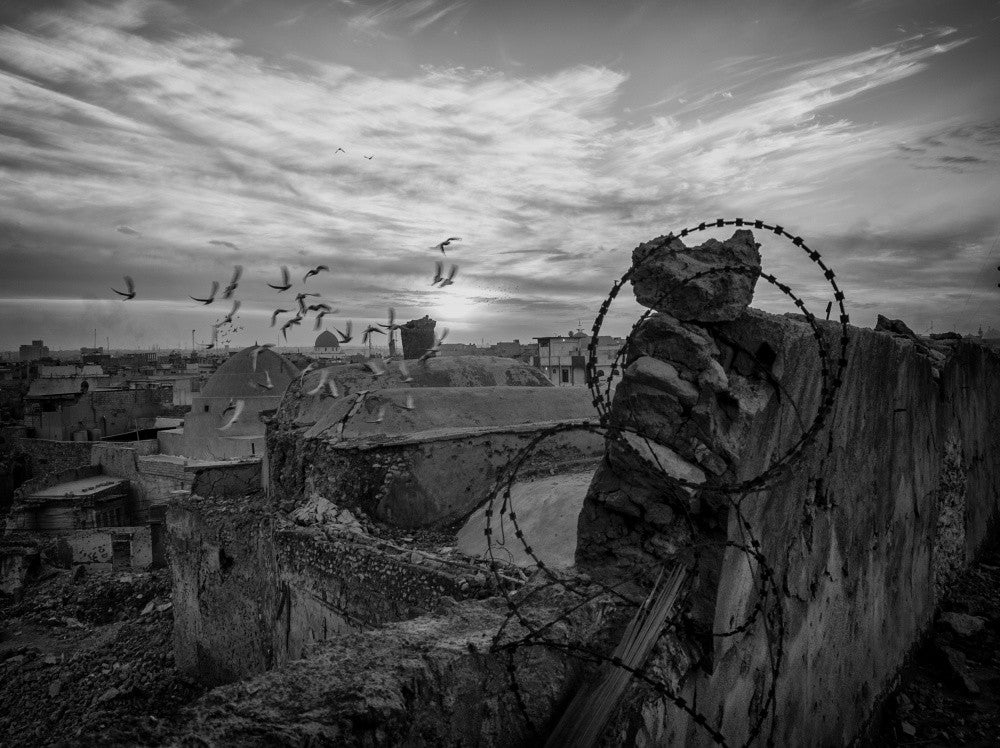 Birds are not prevented by barriers
