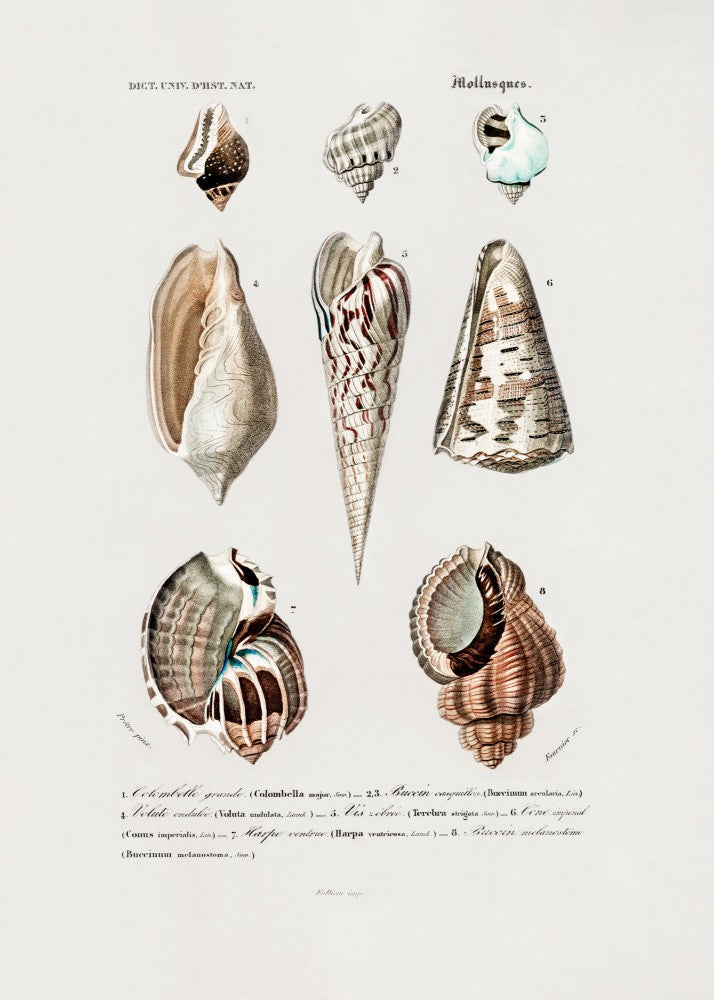 Sealife I