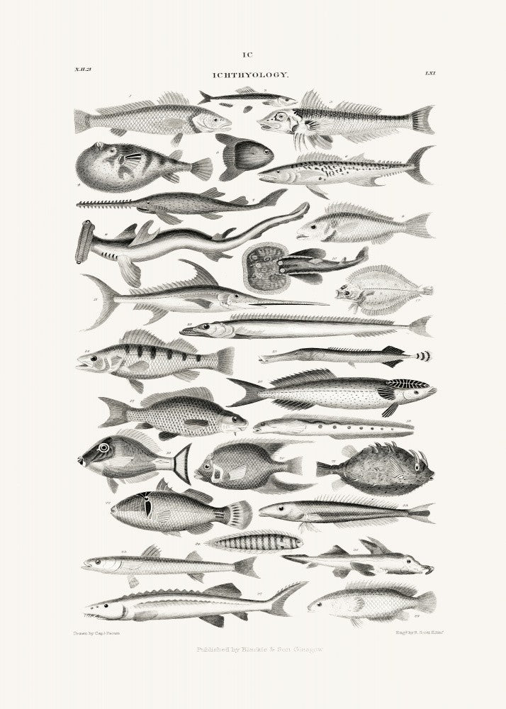 Sealife I