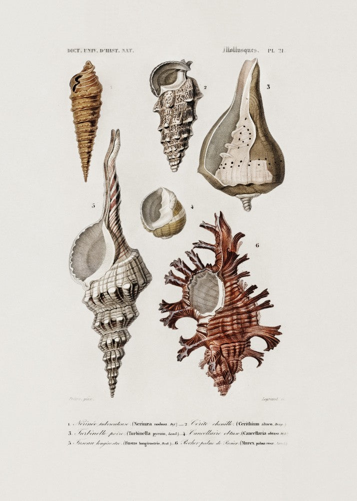 Sealife II