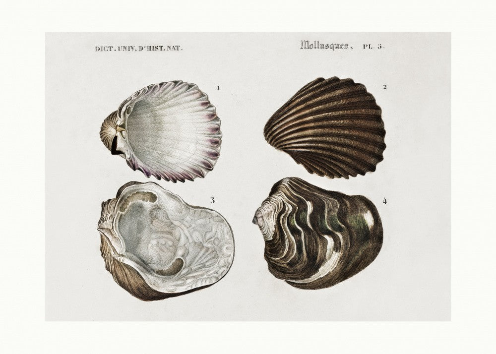 Sealife III