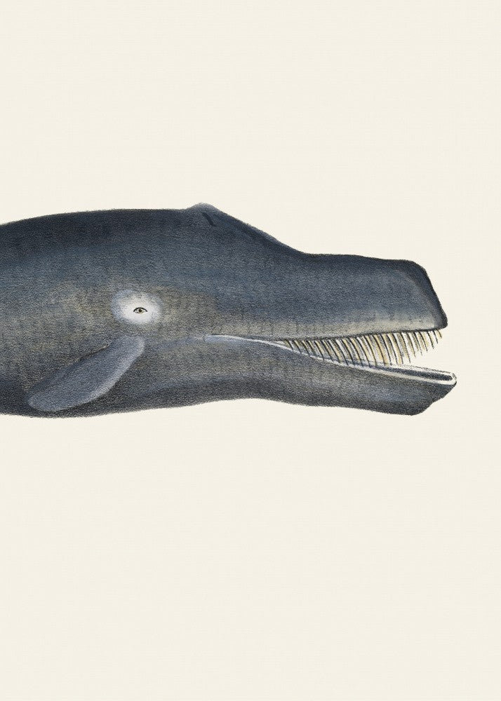 Whale I Tight Crop   Handcolored Sealife Lithograph 1824