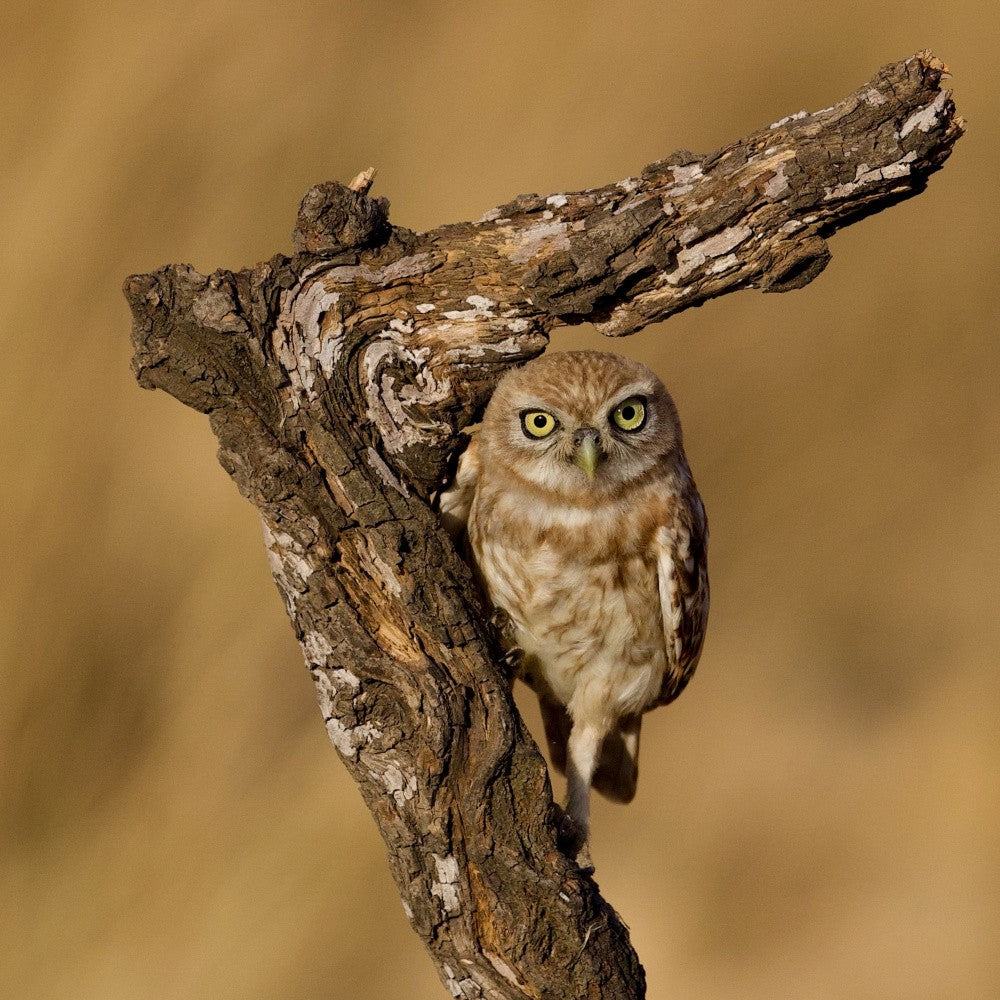 Little owl