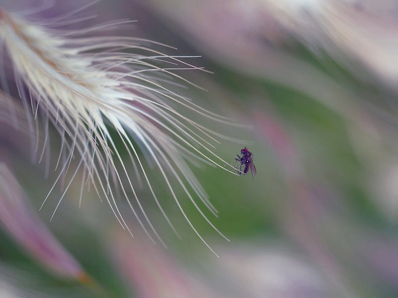 The player of the great organ of nature...