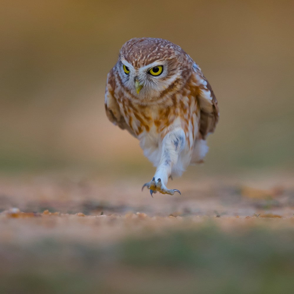 Little owl