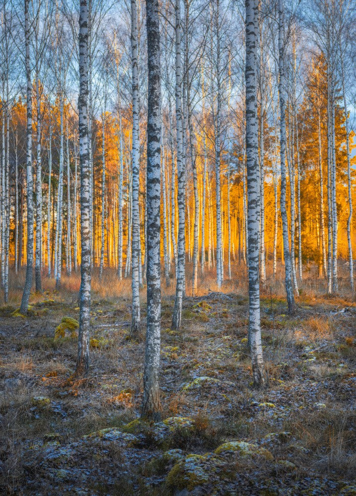 Birch forest