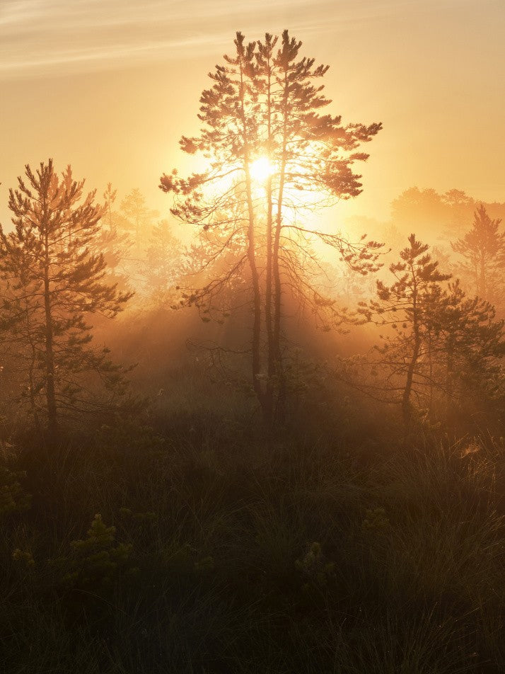 20220809  Dsf8009 Hdr 1