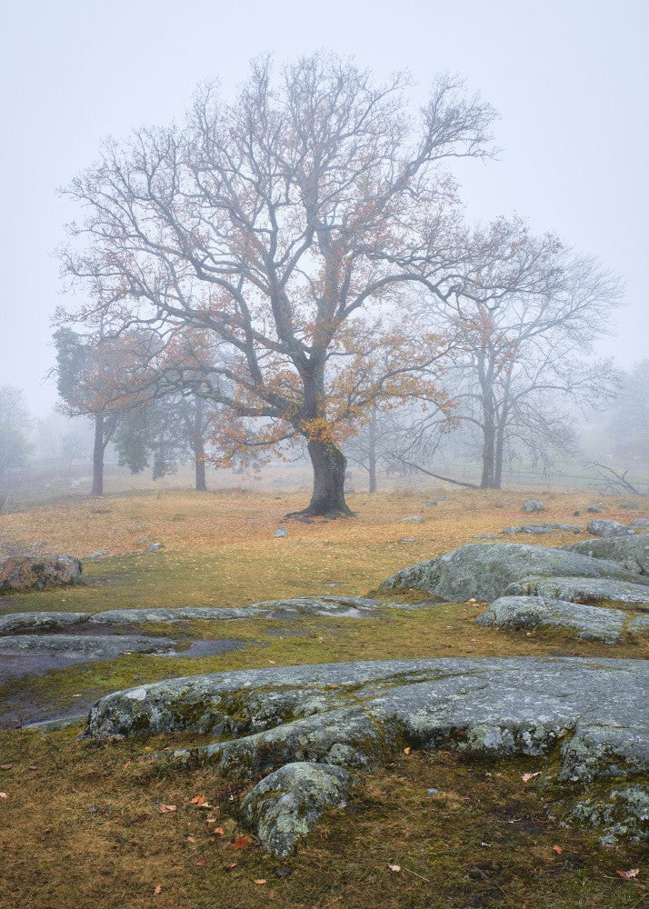 Oak tree in foggy autumn