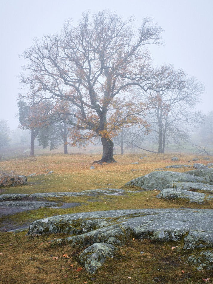 Oak tree in foggy autumn