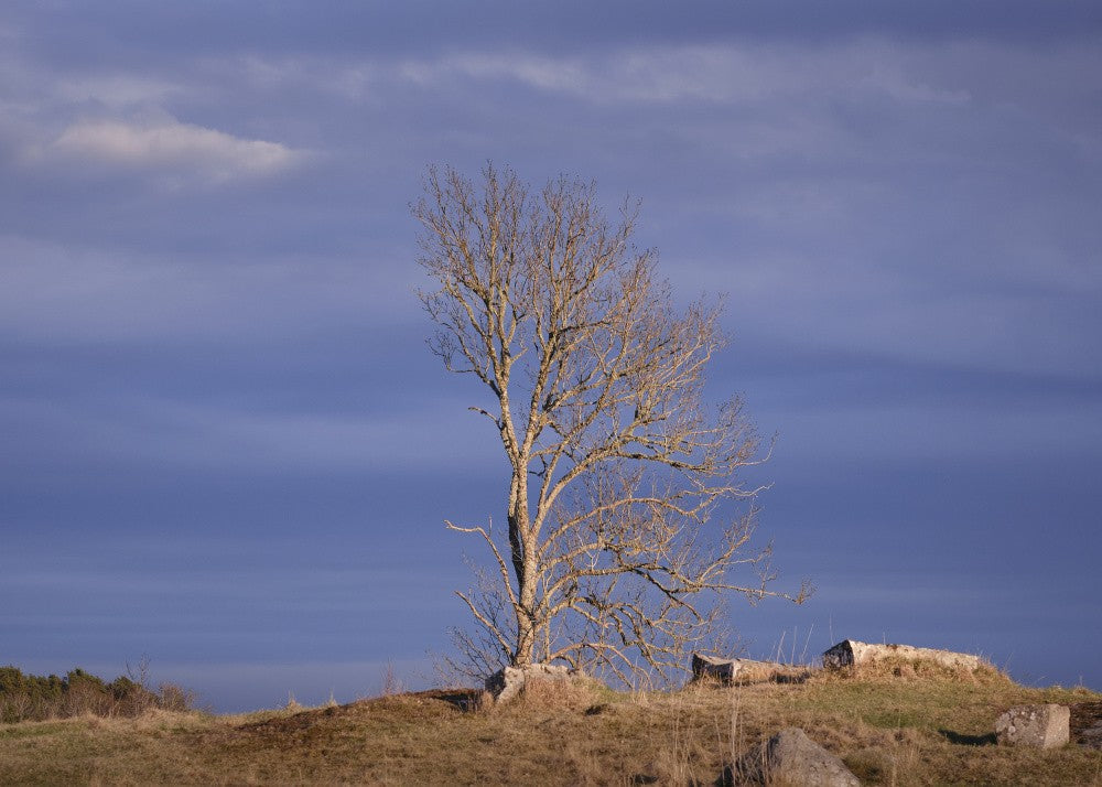 Dead tree in autumn
