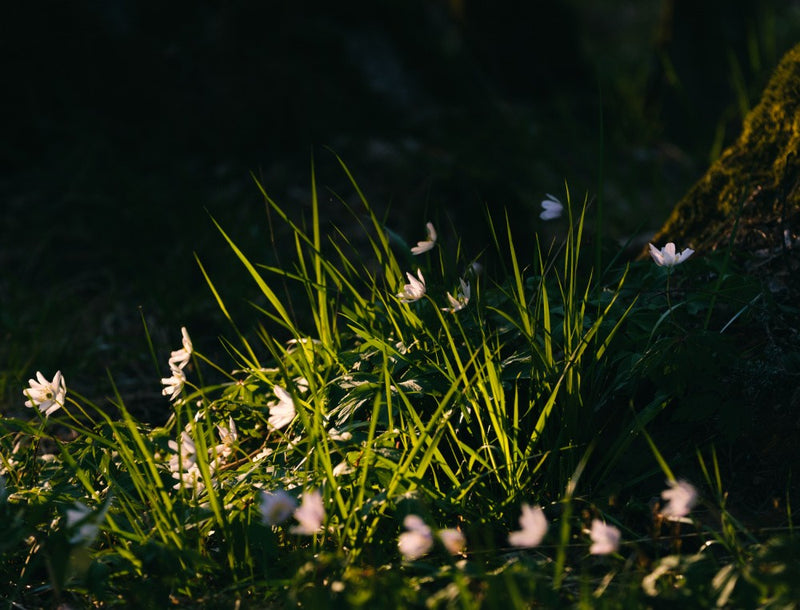 Spring flower
