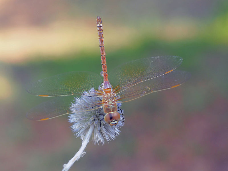 Come fly with me...