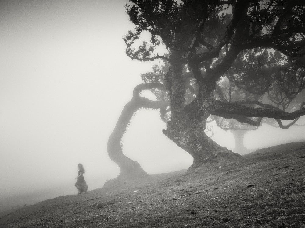 Secret Forest