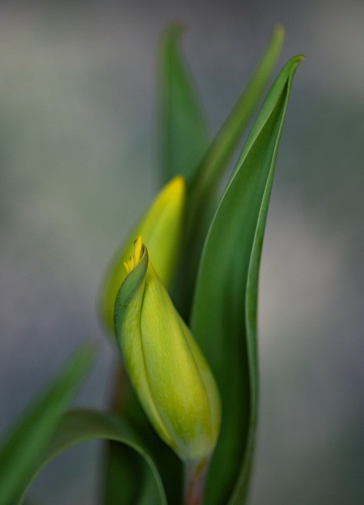 Dance of the Tulips