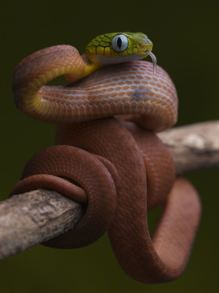 Boiga cyanea baby