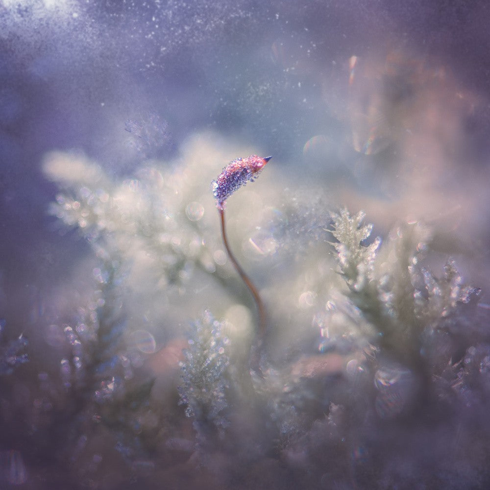 Frost