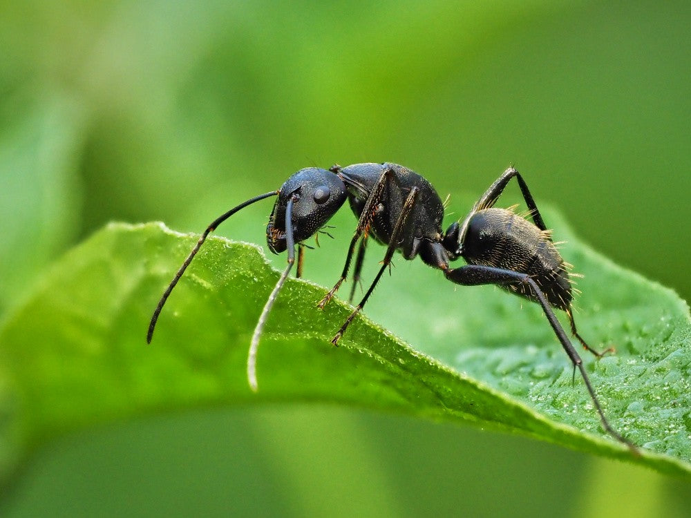 ant