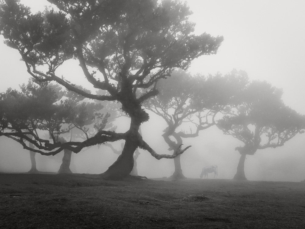 A Witch's Tale