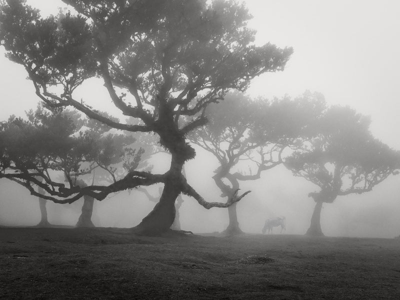 A Witch's Tale
