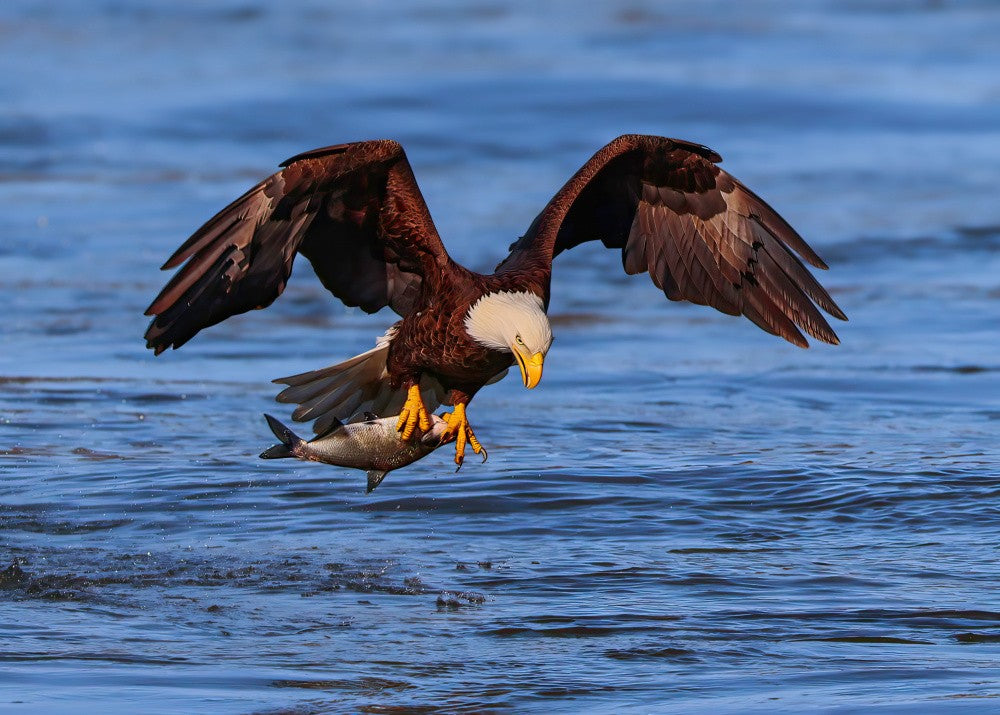 The Eagle with the Prey