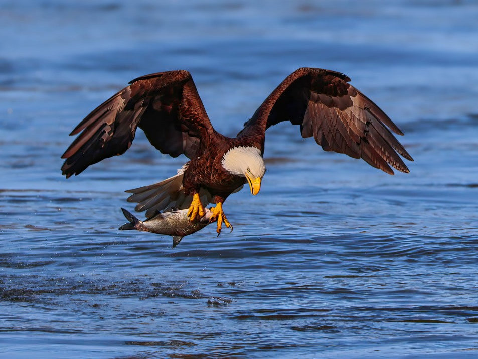 The Eagle with the Prey