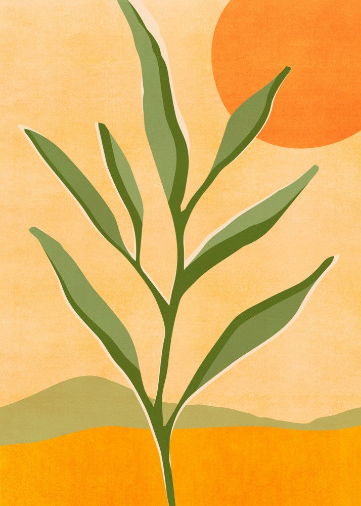 Baby Olive Tree