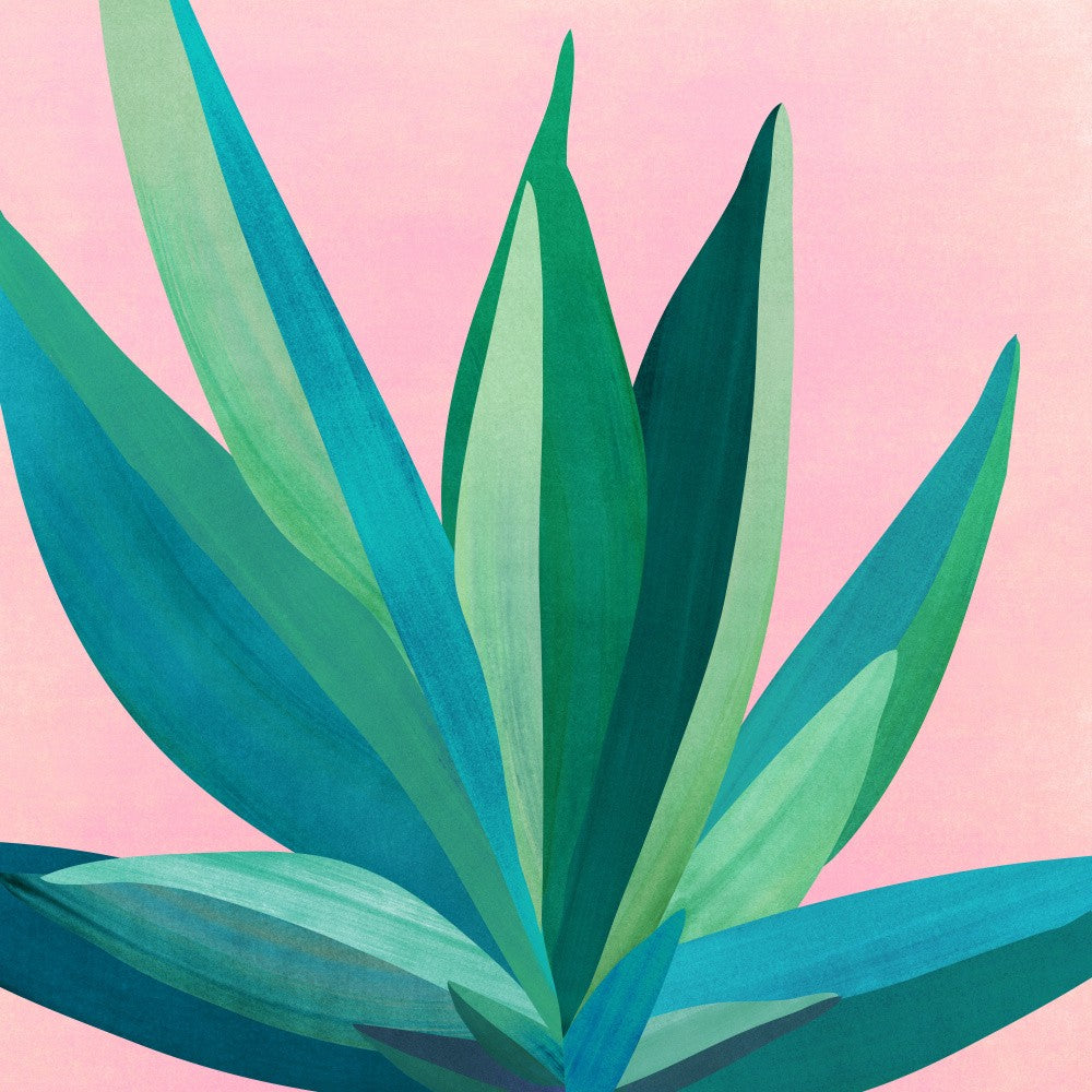 Colorful Agave 4
