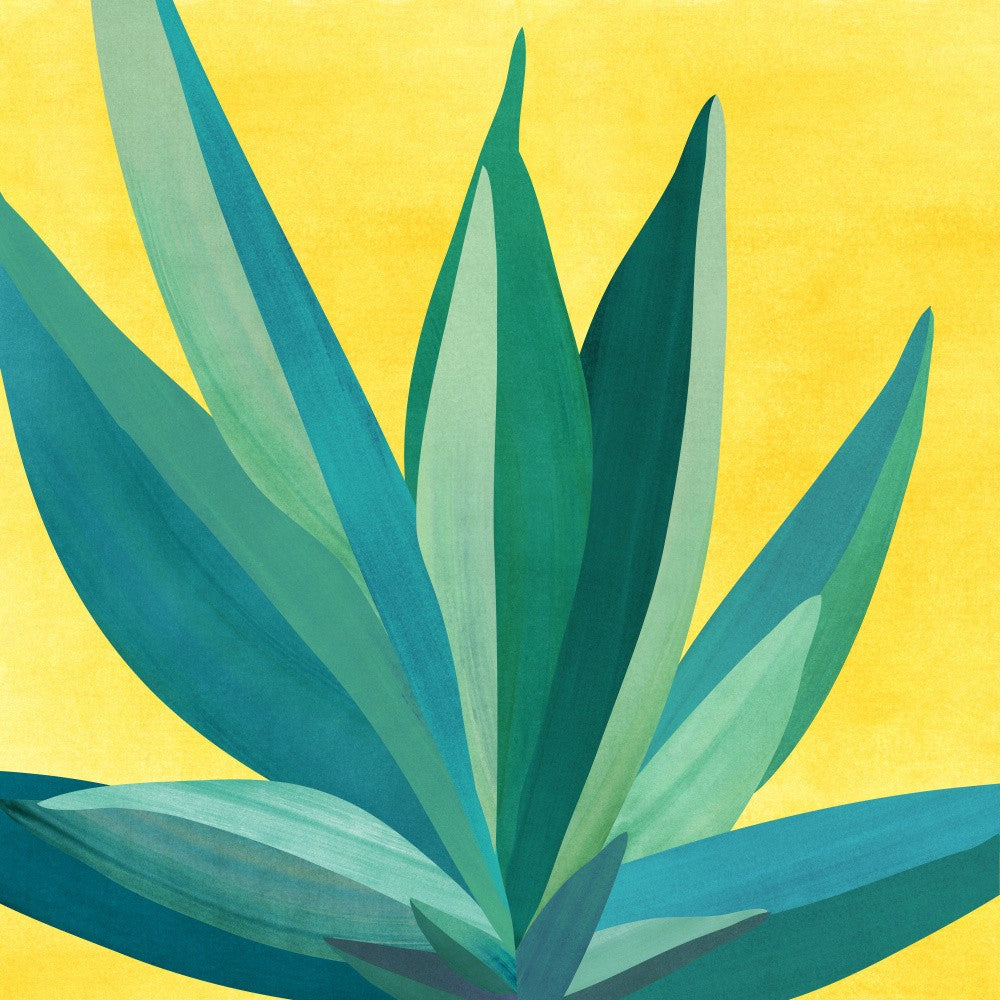 Farbenfrohe Agave 5