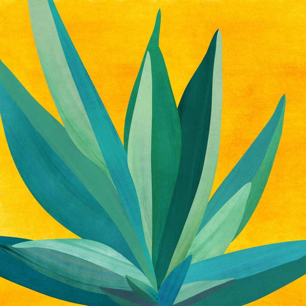 Farbenfrohe Agave 6