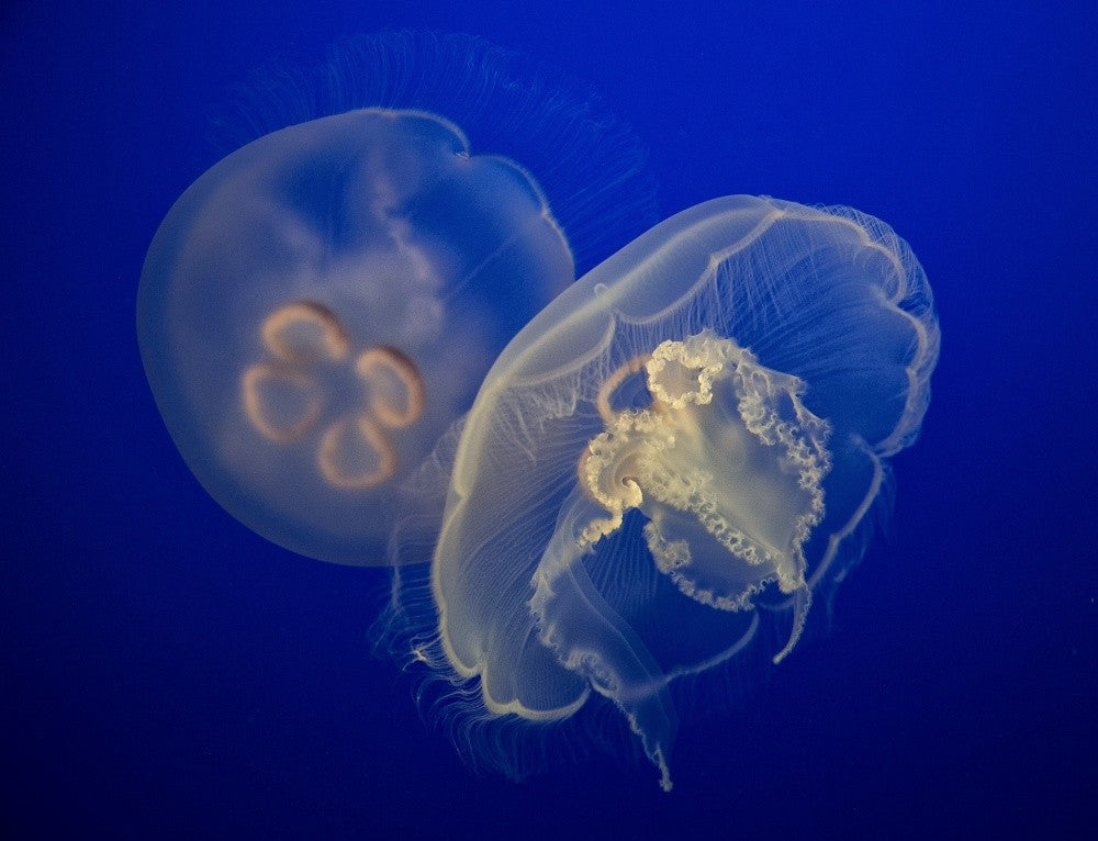 Moon Jelly