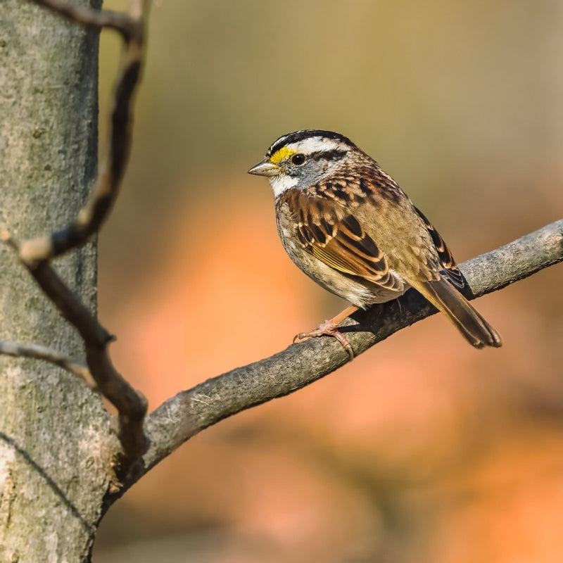 White-Throated Sparrow