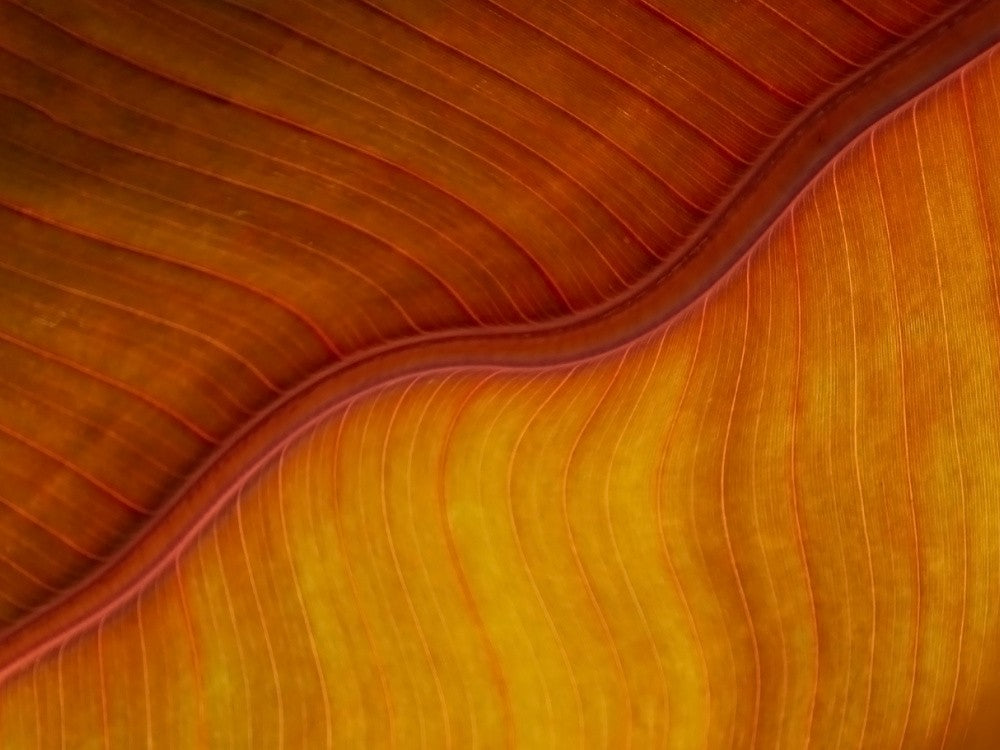Yellow plus orange equals a leaf in late fall